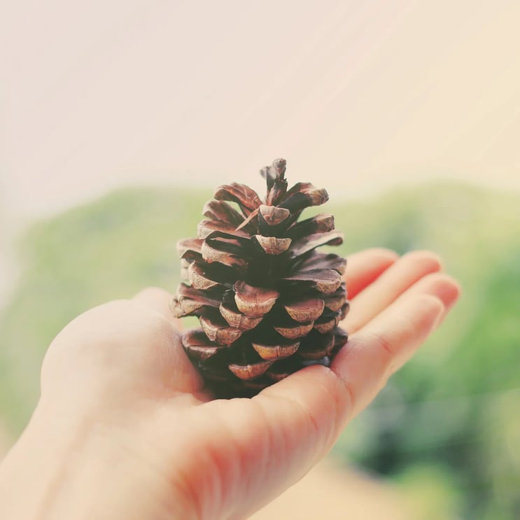 aca terms pine cone