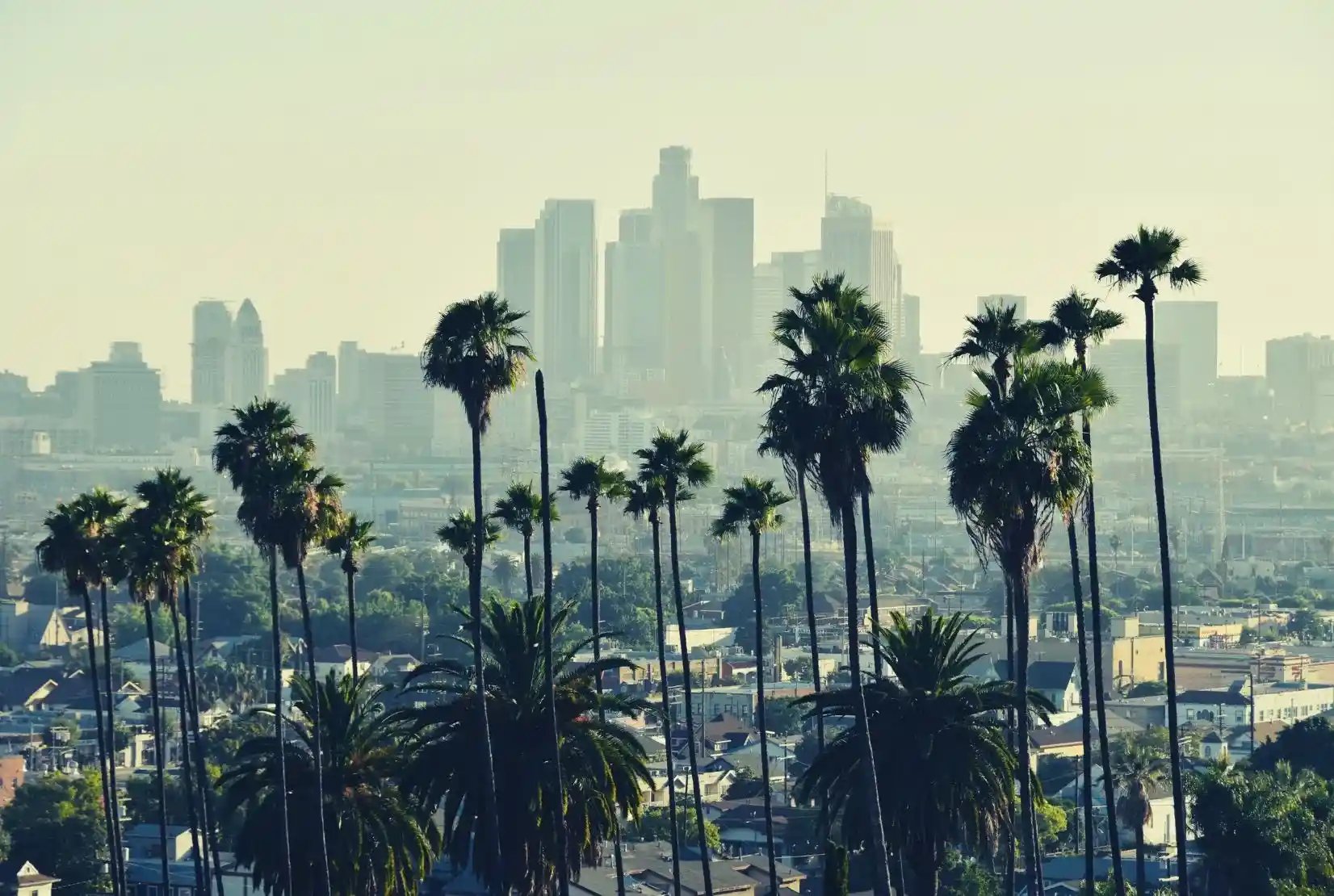 calsavers mandate palm trees