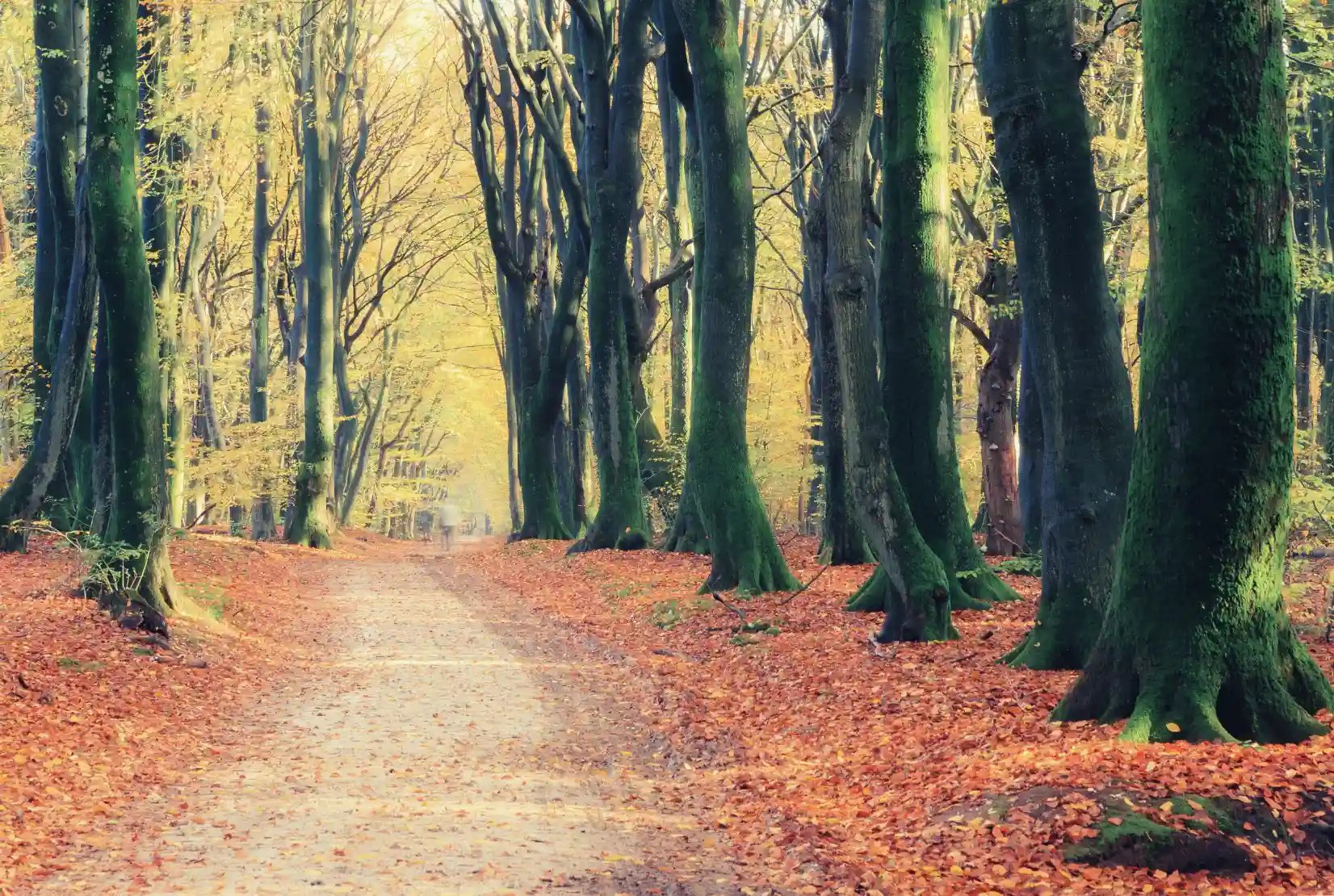 irs changes retirement plan benefits trees
