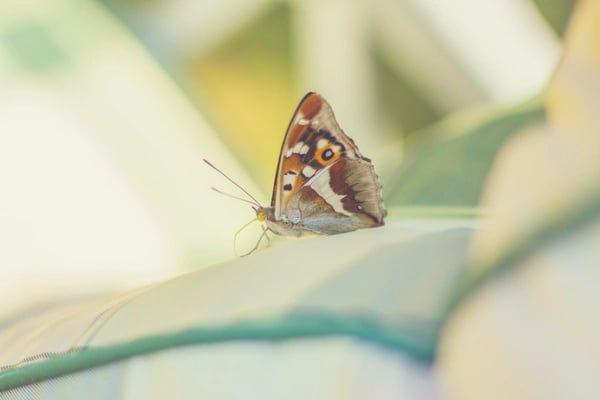 payroll-based journal for dummies butterfly