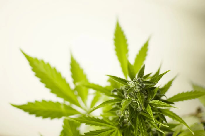 new york recreational law marijuana